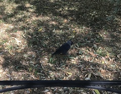 Corvus monedula