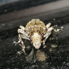 Aegomorphus jaspideus