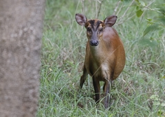 Muntiacus vaginalis