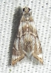 Eoparargyractis plevie