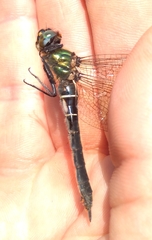 Somatochlora alpestris