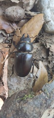 Lucanus tetraodon