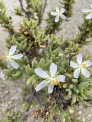 Cristaria integerrima