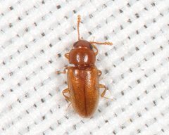 Cryptophilus