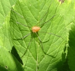 Leiobunum ventricosum