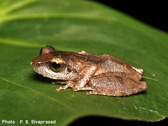 Pseudophilautus wynaadensis