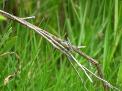 Archytas pilifrons