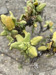 Cristaria integerrima