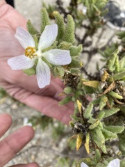 Cristaria integerrima