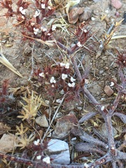 Chorizanthe rectispina