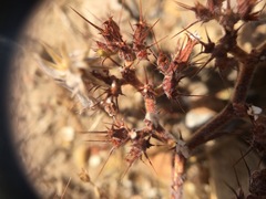 Chorizanthe rectispina