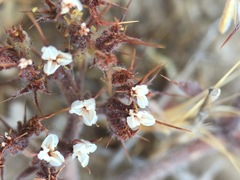 Chorizanthe rectispina