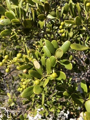 Jacquinia keyensis