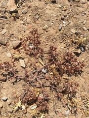 Chorizanthe rectispina