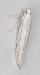Haplochrois bipunctella