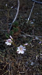 Lewisia columbiana