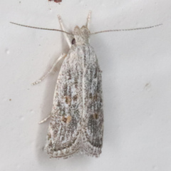 Helcystogramma chambersella