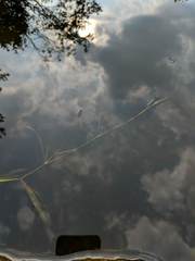 Potamogeton zosteriformis