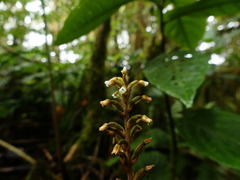 Microchilus