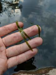 Potamogeton zosteriformis