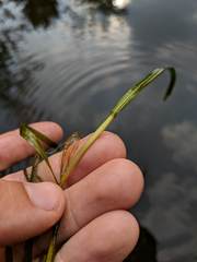 Potamogeton zosteriformis