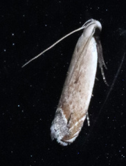 Anacampsis paltodoriella