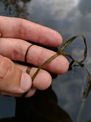 Potamogeton zosteriformis