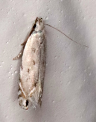 Anacampsis paltodoriella