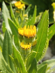 Senecio pyrenaicus