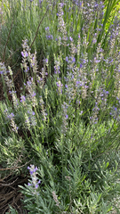 Lavandula angustifolia