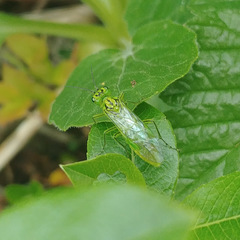 Rhogogaster punctulata