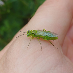 Rhogogaster punctulata