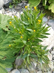 Senecio pyrenaicus