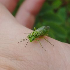 Rhogogaster punctulata