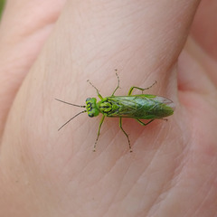 Rhogogaster punctulata