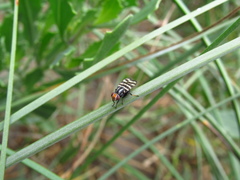 Pterotaenia fasciata