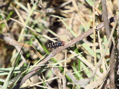 Pterotaenia fasciata
