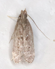 Helcystogramma melantherella