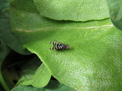 Pterotaenia fasciata