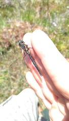 Somatochlora alpestris