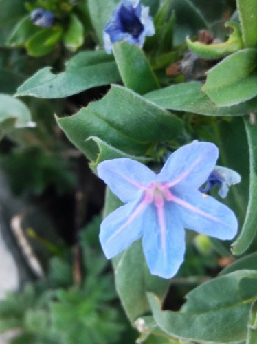 Glandora gastonii