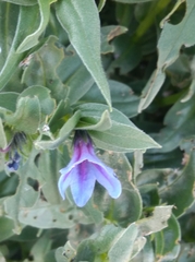 Glandora gastonii