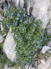 Glandora gastonii