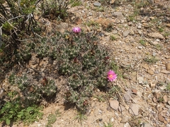 Coryphantha macromeris