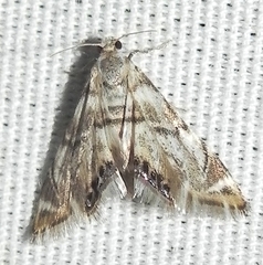 Eoparargyractis plevie