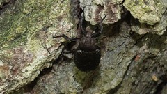 Osmoderma scabra