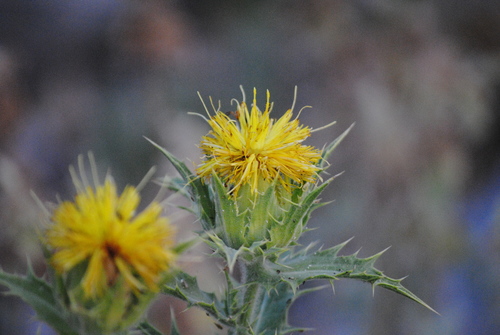 Image of Carthamus Arborescens (Carthamus arborescens) by (c) Daniel Bulnes Roldán, some rights reserved (CC BY)