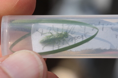 Rhogogaster punctulata