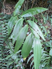 Polygonatum filipes