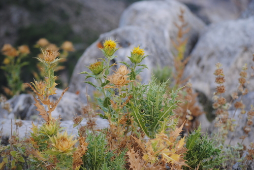 Image of Carthamus Arborescens (Carthamus arborescens) by (c) Daniel Bulnes Roldán, some rights reserved (CC BY)